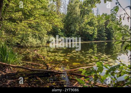 Schluchtsee der Ville Seenkette in Brühl Stockfoto