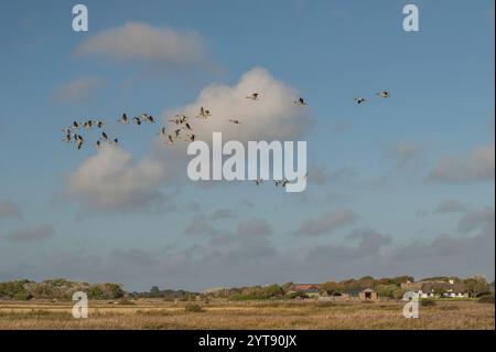 Graugänse fliegen in Formation Stockfoto