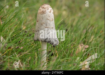 Kammschlag in den Wiesen Stockfoto