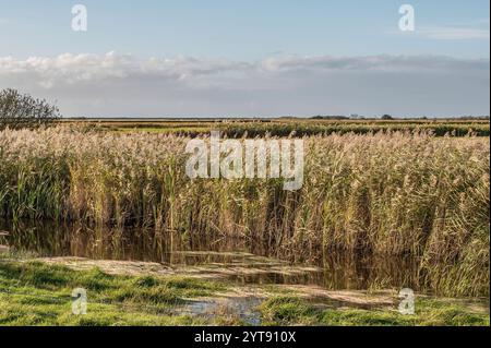 Reedbed Zone im Flachwasserbereich Stockfoto