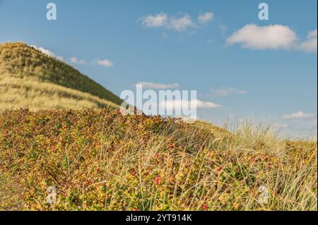 Wilde Rosenhüften auf den Dünen Stockfoto
