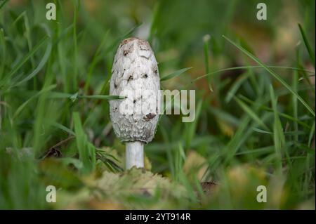 Kammschlag in den Wiesen Stockfoto