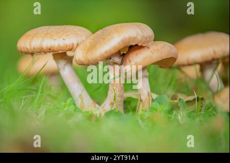 Honiggelber Honigpilz Stockfoto