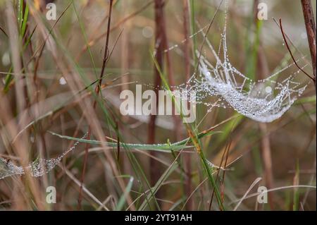 Tautropfen auf dem Spinnennetz im Herbst Stockfoto