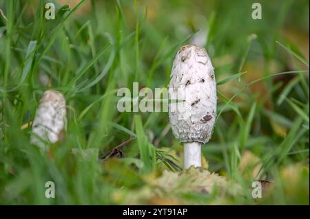 Kammschlag in den Wiesen Stockfoto