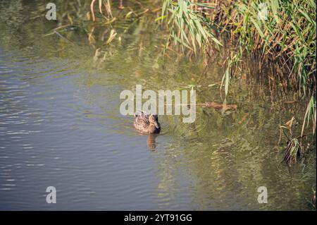 Mallard am Teich Stockfoto