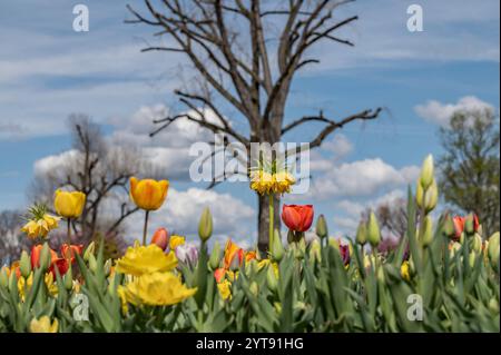 Gelbe Kaiserkrone und Tulpen in Blüte Stockfoto