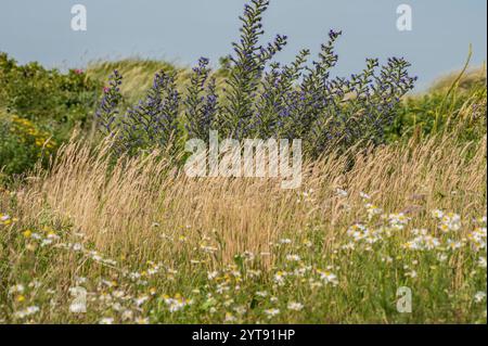 Die gewöhnliche Viper Stockfoto