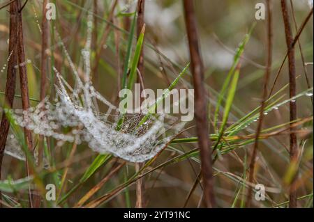 Spinnennetz mit Tautropfen Stockfoto