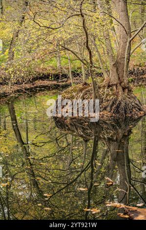 Herbstzeit am Teich Stockfoto