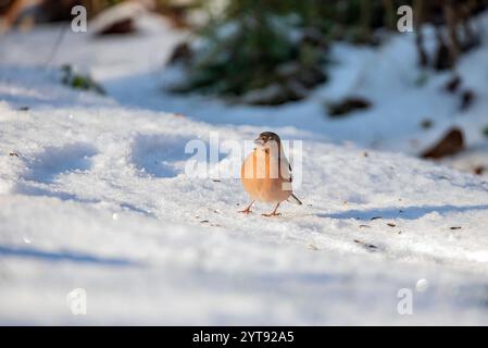 Buchfink im Schnee Stockfoto