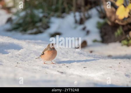 Buchfink im Schnee Stockfoto