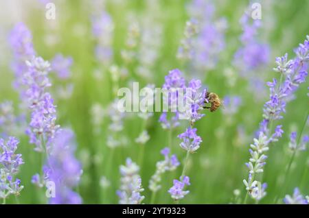 Honigbiene sammelt Nektar an Lavendelblüten. Nahaufnahme von Lavendelblüten an einem Sommertag. Stockfoto