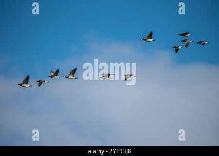 Weißfrontgänse fliegen in Formation Stockfoto