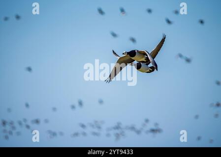 Weißfrontgänse fliegen in Formation Stockfoto