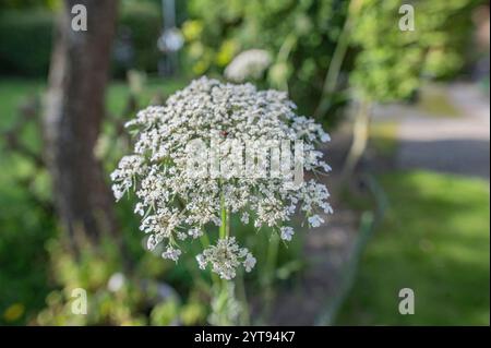 Wilde Karotten in Blüte Stockfoto