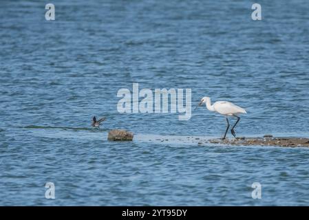 Löffelschnabel im flachen Wasser am Teich Stockfoto