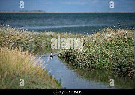 Möwen in den Wasserläufen und Salzwiesen des Wattenmeers Stockfoto