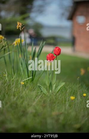 Tulpen auf einer Wiese Stockfoto