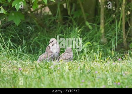 Haussperling mit Nachkommen Stockfoto