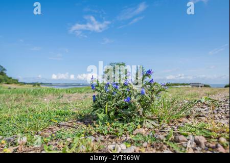 Die gewöhnliche Viper Stockfoto