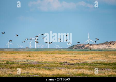 Eurasischer Brach an der Nordseeküste Stockfoto