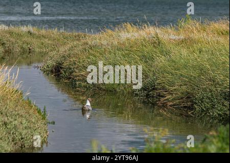 Möwen in den Wasserläufen und Salzwiesen des Wattenmeers Stockfoto