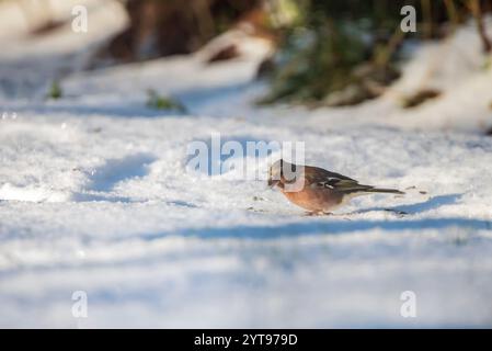 Buchfink im Schnee Stockfoto