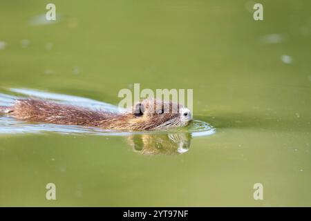 Nutria (Myocastor coypus) schwimmen in einem See im Naturschutzgebiet Mönchbruch Stockfoto