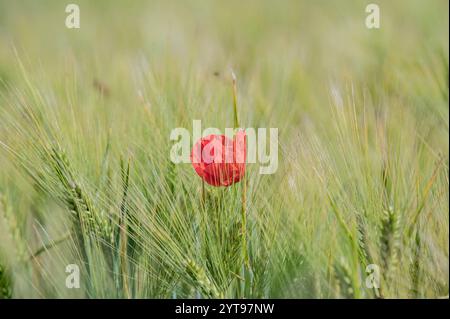 Mohnblüte auf dem Gerstenfeld Stockfoto