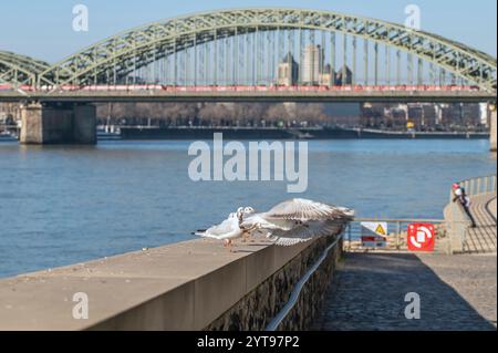 Rhein Boulevard am Deutzer Ufer Stockfoto