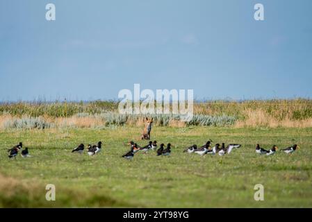 Rotfuchs in lauernder Position Stockfoto