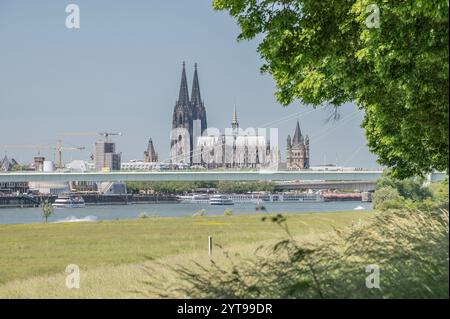 Kölner Dom aus dem Deutzer Wiesen Stockfoto