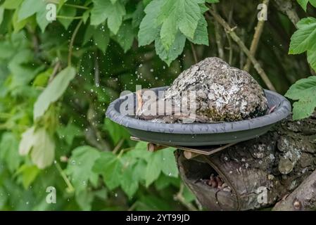 Robin badet im Vogelbad Stockfoto