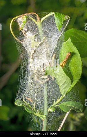 Eine Nahaufnahme eines Spinnennetzes auf einer Pflanze mit grünen Blättern Stockfoto