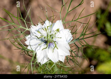 Weiße schwarze Kümmelblüte vor einem verschwommenen braunen Hintergrund Stockfoto