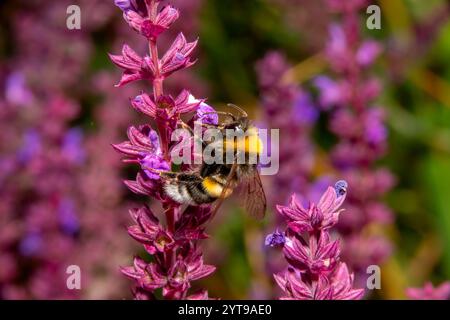 Hummel sammelt Pollen auf violetten Salbeiblüten, Nahaufnahme Stockfoto