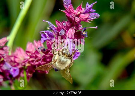Honigbiene sammelt Pollen auf violetten Salbeiblumen, Nahaufnahme Stockfoto