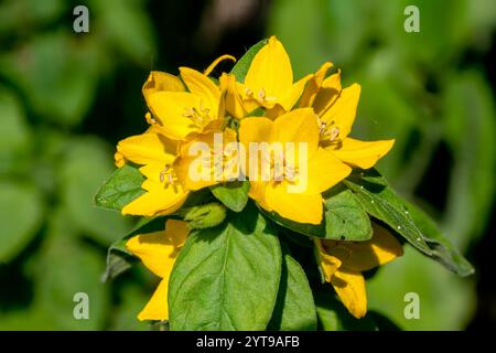 Nahaufnahme gelber purpurpurroter Lysimachia punctata vor grünem Hintergrund Stockfoto