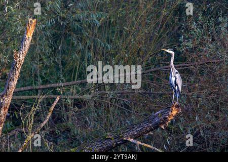 Graureiher (Ardea cinerea) sitzt im Fall an einem Teich im Naturschutzgebiet Mönchbruch Stockfoto