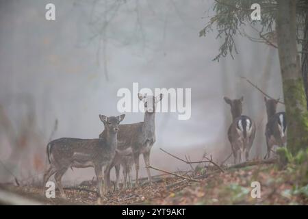 Eine Gruppe Damhirsche (Dama dama) im Nebel im Naturschutzgebiet Mönchbruch Stockfoto