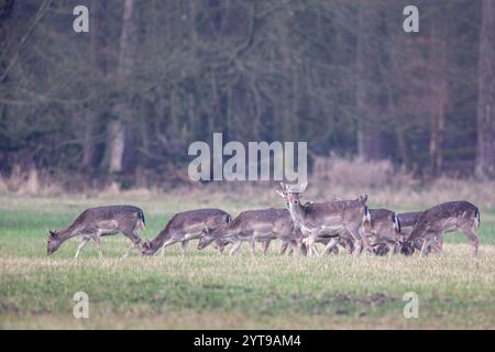 Damhirsch (Dama dama) auf einer Wiese im Naturschutzgebiet Mönchbruch Stockfoto