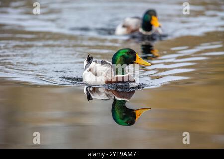 Stockenten (Anas platyrhynchos) auf einem Teich im Naturschutzgebiet Mönchbruch Stockfoto