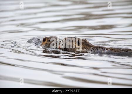 Zwei Nutria (Myocaster coypus) in einem Teich im Naturschutzgebiet Mönchbruch Stockfoto