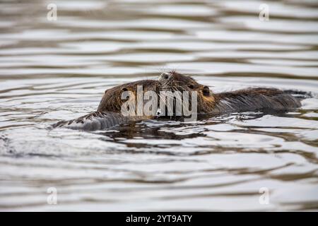 Zwei Nutria (Myocaster coypus) in einem Teich im Naturschutzgebiet Mönchbruch Stockfoto