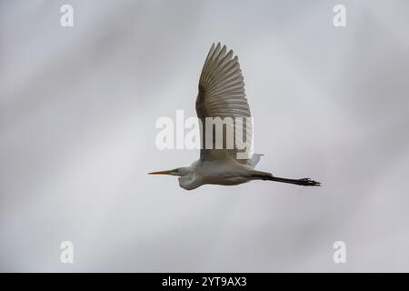 Großer Weißreiher (Casmerodius albus) im Naturschutzgebiet Mönchbruch Stockfoto