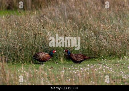 Zwei Fasane (Phasianus colchicus) auf den Salzwiesen auf Juist, Ostfriesische Inseln, Deutschland. Stockfoto