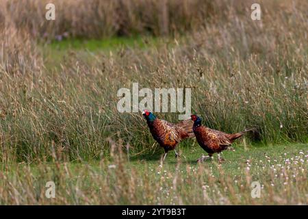 Zwei Fasane (Phasianus colchicus) auf den Salzwiesen auf Juist, Ostfriesische Inseln, Deutschland. Stockfoto