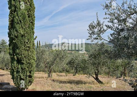 Olivenhain in Chianti, Gaiole, Toskana, Italien Stockfoto