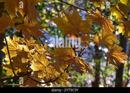 Herbstblätter des norwegischen Ahorns, Acer platanoides, gegen das Licht Stockfoto